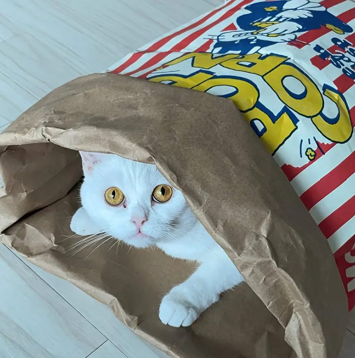 Paper Bag Toy for all sized cats