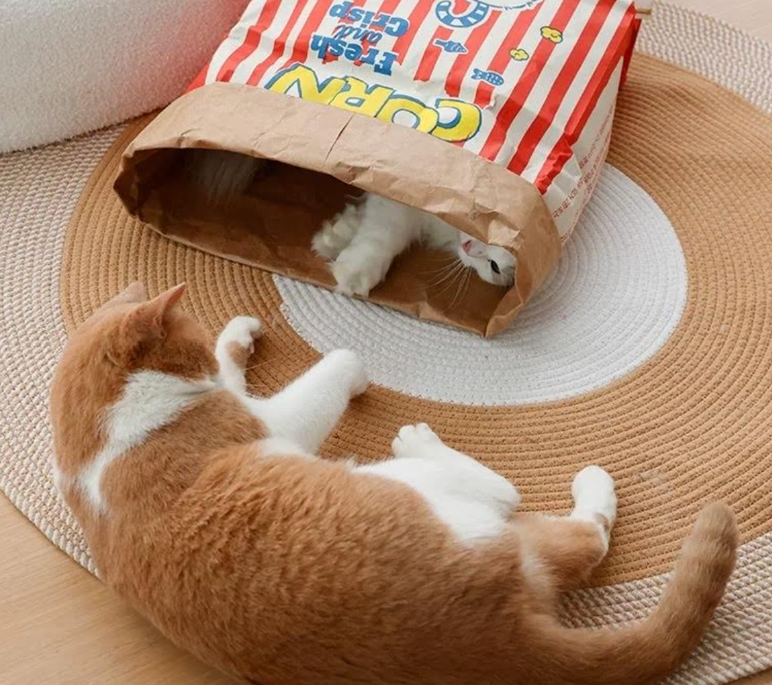 Paper Bag Toy for all sized cats