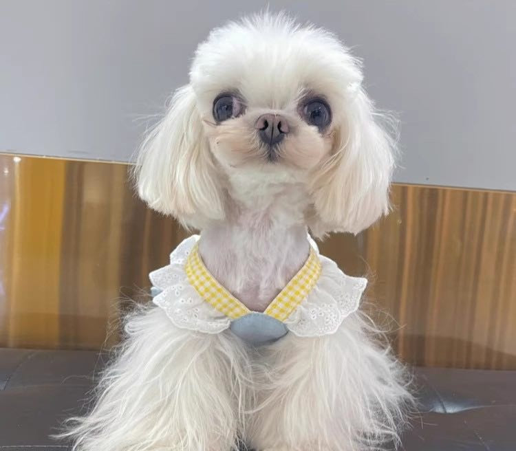 Japan style Yellow kitten Dog harness/dress