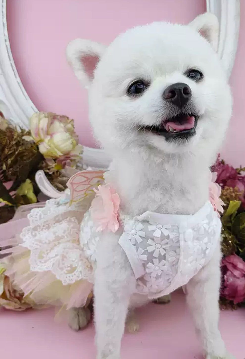 Candy Sweet Butterfly dress for dogs/cats