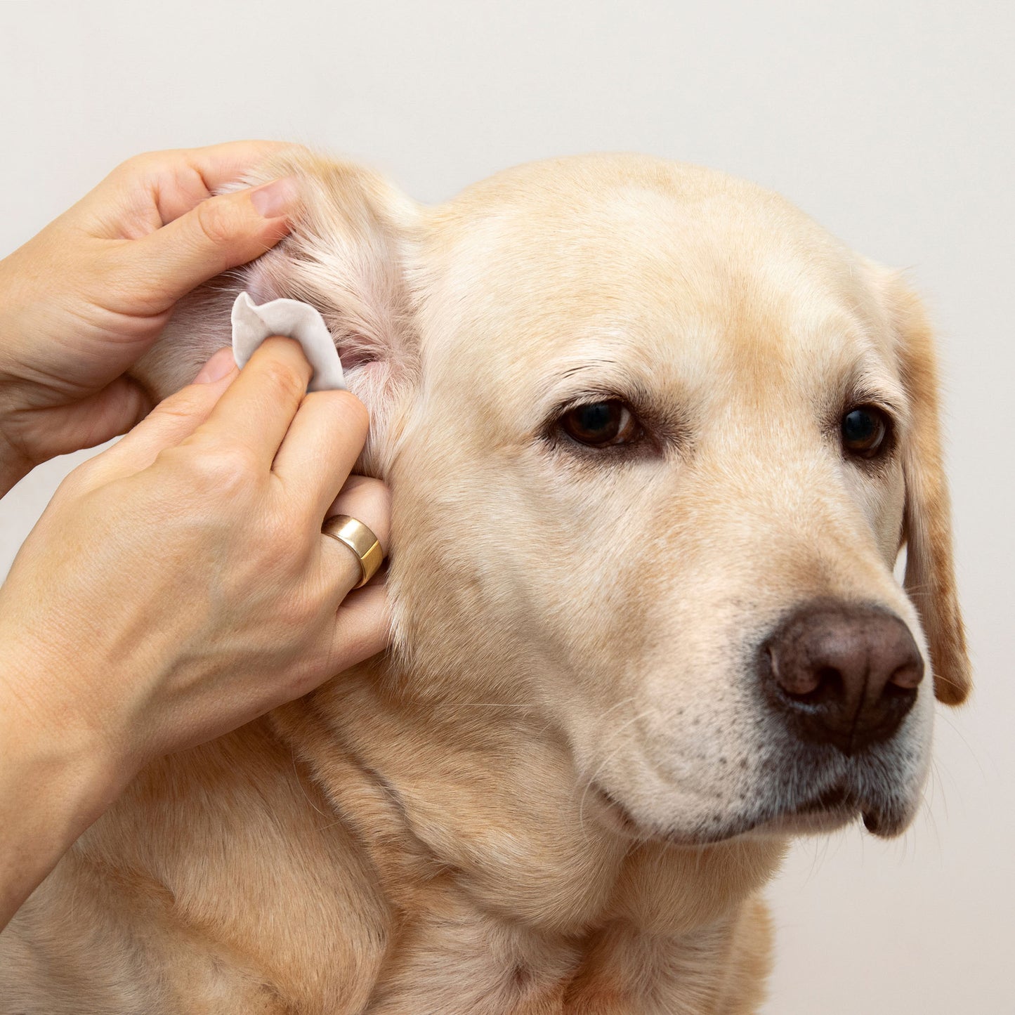 Eye Envy Fresh Ear Cleaning Wipes - Dog - 60 Count