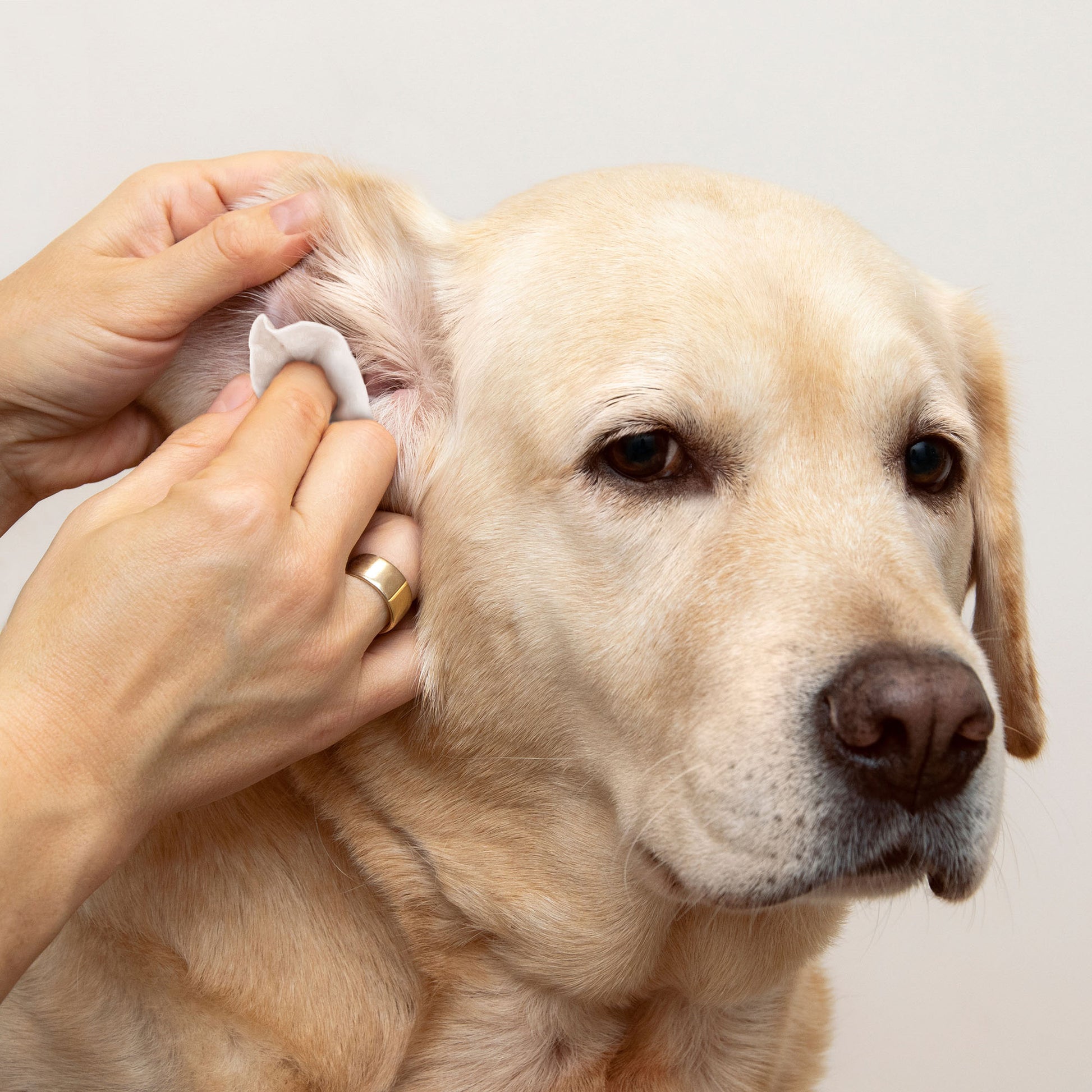 Eye Envy Fresh Ear Cleaning Wipes - Dog - 60 Count