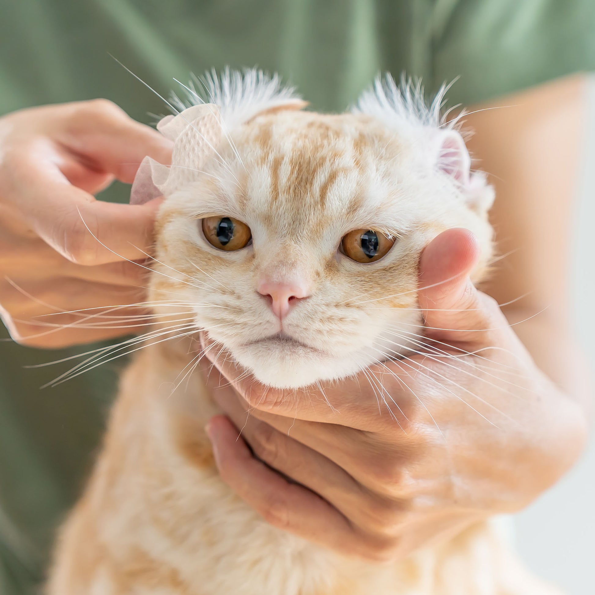 Eye Envy Fresh Ear Cleaning Wipes - Cat - 60 Count
