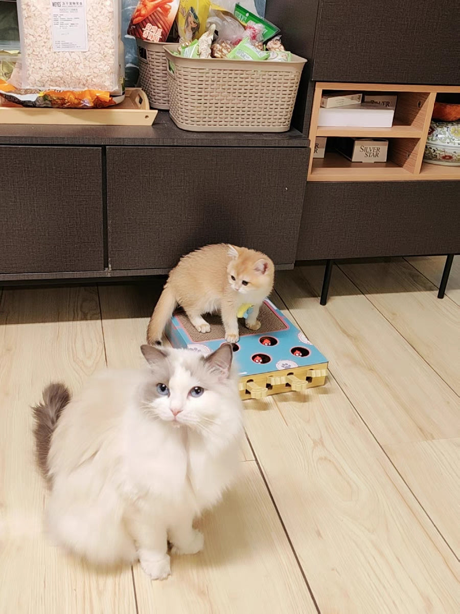 Interactive Cat Toy Hamster teasing Machine with scratching board